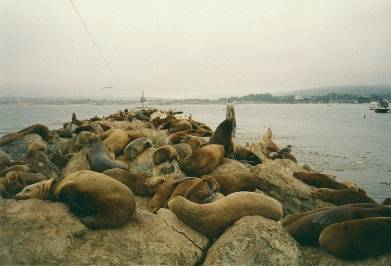 Monterey Seals