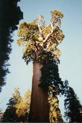 Sequoia